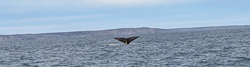 Puerto Madryn, l’endroit idéal pour admirer des baleines