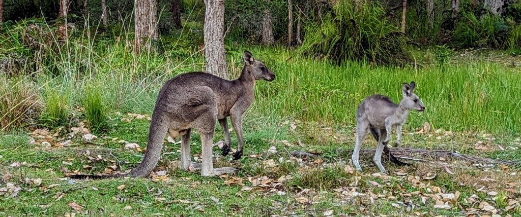 Où trouver des kangourous près de Sydney&nbsp;?